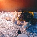 경주버드파크 이미지