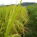 친환경 쌀 이미지