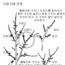 매화의 심는 방법 과 전정 . 병충해 [2] 이미지