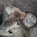 이쁜 댕댕이 이미지