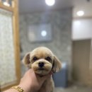 개털깎는마리오 이미지