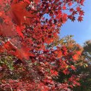 전라도인삼튀김 이미지