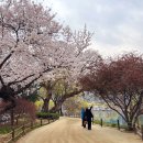 수성유원지(상화동산) | 대구 벚꽃 명소 수성못 벚꽃 만개 드라이브 데이트 4월 꽃구경