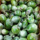 보태니컬아트(색연필그림) 이미지