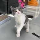 고양이가정분양 자체브리딩 니팅캣 이미지