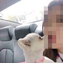 아모르디 | 전주 아모르디 애견미용 포메라니안 곰돌이컷 후기♬♥