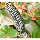 영신농장 이미지