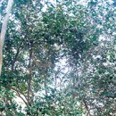 동백 태양광발전소 이미지