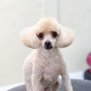 Grooming574 이미지