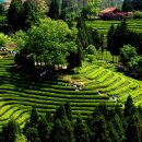 대한다원 이미지