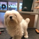 희망 애견 미용실 이미지