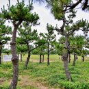 코스모스민박 이미지