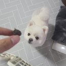 댕냥점빵 이미지