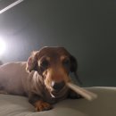 에이플동물병원 이미지