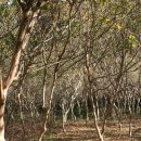 사봉면-13 이미지