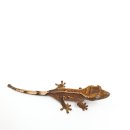 대구곤충마트 이미지