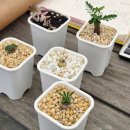 사바나 | 0619 사바나농장 후기