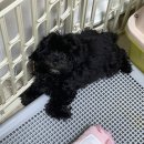[강아지분양]도그마루 분당점 애견분양후기(내돈내산)