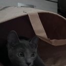 구미브래그 이미지