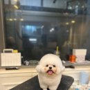 케이독 ST 이미지