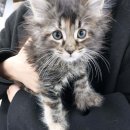 버디독 고양이분양 강아지분양 안심분양센터 인천점 이미지