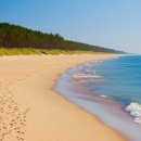 솔숲과 바다 이미지