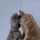 내 강아지 이미지