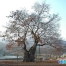 괴산 오가리 느티나무[ Saw-leaf Zelkova of Oga-ri, Goesan , 槐山 五佳里 느티나무 ]충청북도 괴산군 장연면 이미지