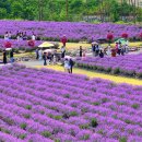 여기가 유럽인가요?"... 6월부터 절정 맞는 전국 4대 라벤더 정원 이미지