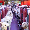 해피댕댕 이미지