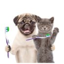 수목원동물병원 이미지