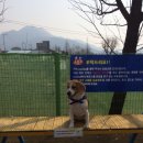 애견은 내친구 이미지