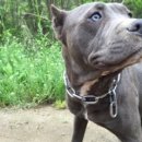 댕댕클라스 이미지