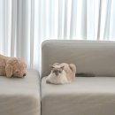 옐로우샤크 | 가벼운 무선청소기 추천 샤크 파워클린 360 숨은 먼지도 단번에!