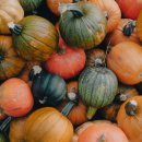 반려동물수제간식만들기 이미지