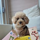 견생제과점 | 강아지 습식 / 꼬뜨 포켓밀 강아지 습식 캔 간식 3종 솔직후기