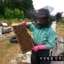 지경벌꿀 이미지