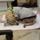 나눔동물병원 이미지