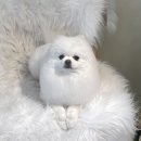 로히펫살롱 이미지