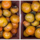 백년 농장 이미지