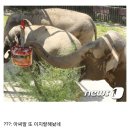 '폭염 특보' 발령에 특식 먹는 서울 대공원 동물들 이미지