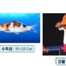 코이 Daum카페