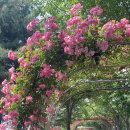 장일샐프타운 이미지