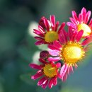 가을의 끄트머리를 장식해주는 小菊(소국): Small Mums 이미지