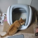 블루펫 | 🐱 고양이 두부모래 추천, 블루펫 두부모래 솔직 후기