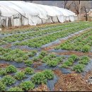 박하농장 이미지