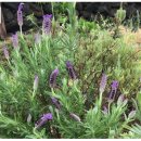 라벤더 민박 이미지