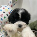 청주 강아지 분양 리몽드 퍼피 켄넬 이미지