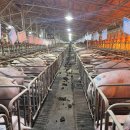 차식농장 이미지