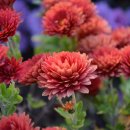 진흥농장 이미지